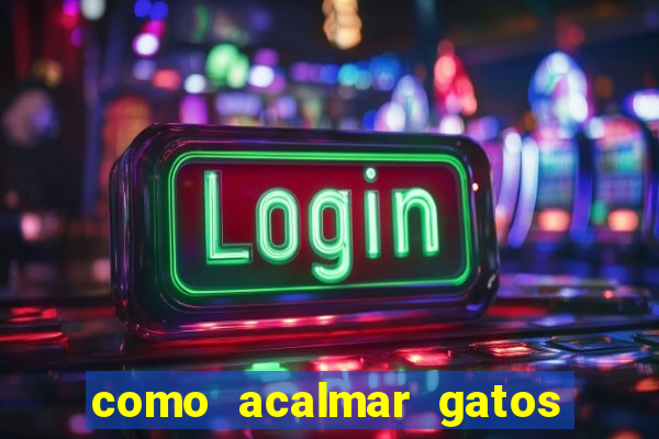 como acalmar gatos agitados a noite