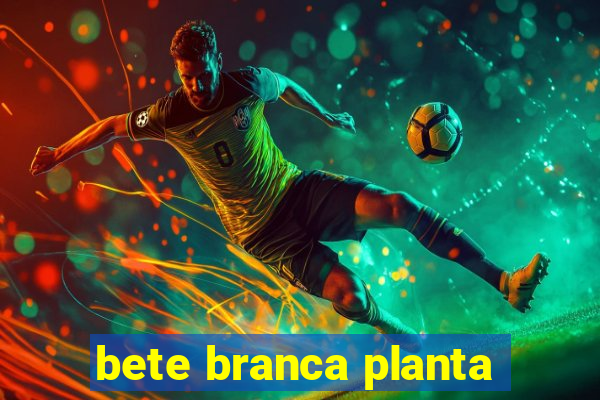 bete branca planta