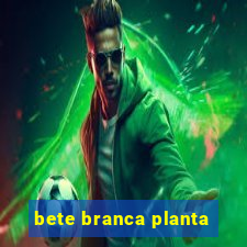 bete branca planta