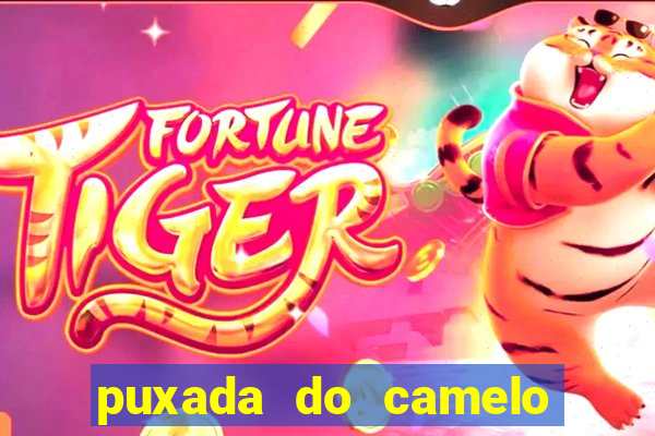 puxada do camelo jogo do bicho