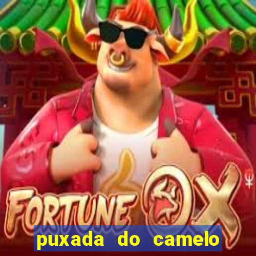 puxada do camelo jogo do bicho