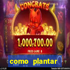 como plantar gergelim no vaso
