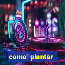 como plantar gergelim no vaso