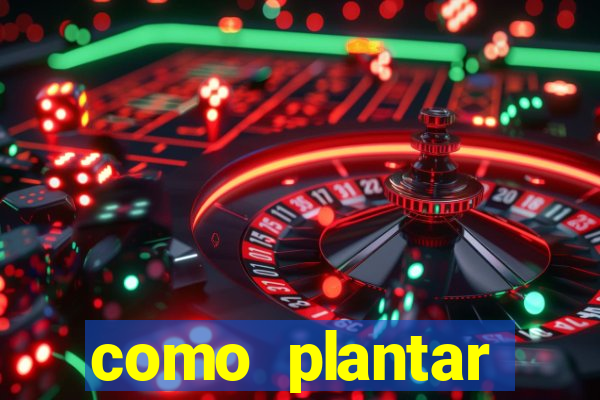 como plantar gergelim no vaso