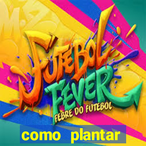 como plantar gergelim no vaso