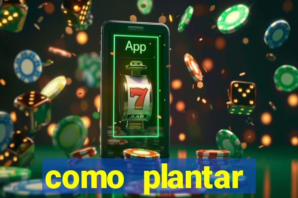 como plantar gergelim no vaso