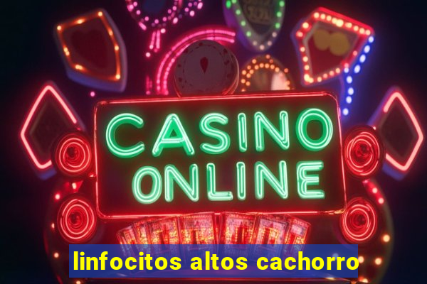 linfocitos altos cachorro