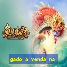 gado a venda na bahia olx